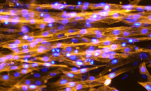 CIHR Project Grants support studies with the potential to advance fundamental and applied research. (Provided photo) CIHR Project Grants support studies with the potential to advance fundamental and applied research. (Provided photo)