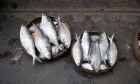 Swapping meat for seafood could mean more nutritious and climate‑friendly diets 