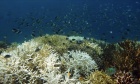Climate risk index shows threats to 90 per cent of the world’s marine species