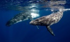 Tracking whales and pinpointing cells: Dal research aims to reveal the workings of the world with $1.5M in new support