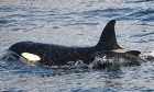 Killer whale observed caring for pilot whale in remarkable first