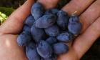 Dal haskap expert excited to unlock berry's tremendous benefits
