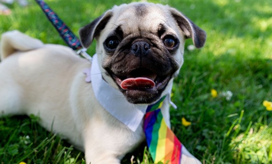 A pug wearing a rainbow tie.
