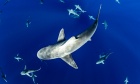 Shark alert: Ground‑breaking global study reveals species still under threat from finning