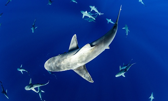 Shark alert: Ground‑breaking global study reveals species still