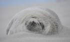 Snoozing grey seal captures hearts as 2024 Science as Art calendar cover winner