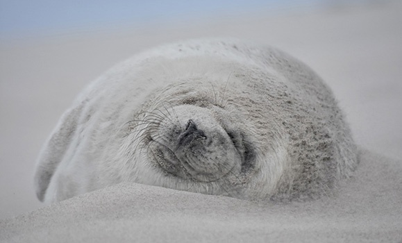 Snoozing Grey Seal Captures Hearts As 2024 Science As Art Calendar   1705412762097 