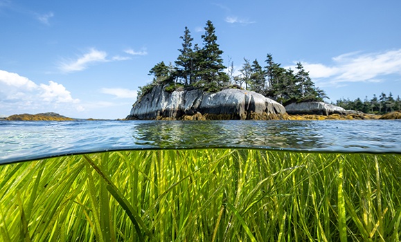 An eelgrass meadow found in Owl’s Head, Nova Scotia. (CERI, photo taken by Nicolas Winkler Photography) An eelgrass meadow found in Owl’s Head, Nova Scotia. (CERI, photo taken by Nicolas Winkler Photography)