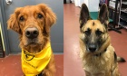 Catching the scent: Dal pilot study shows dogs can smell trauma