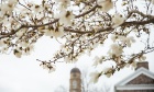 Dalhousie's magnolia tree is in full bloom — and it's spectacular