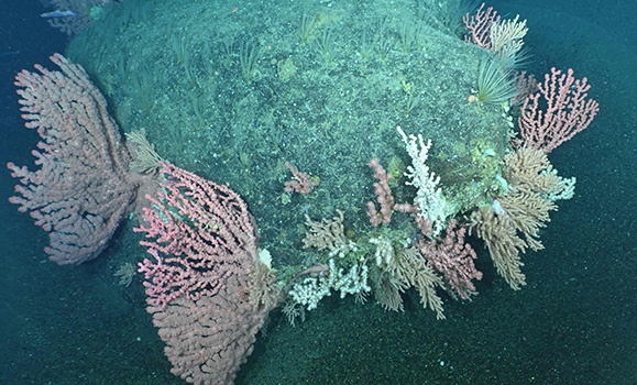 Coral cam captures coastal conservation for the curious