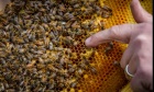 How honeybees can help us monitor pollution across Canada