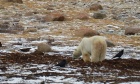 What polar bear poop can tell us about the future of the vulnerable northern species