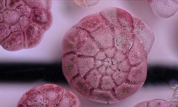 Research uncovers big role for tiny organisms in ocean - Dal News ...