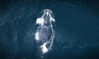 Mission to save a giant: Dal scientists take to the sea to track the elusive right whale
