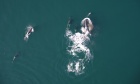 Foraging frenemies: Researchers find evidence of killer whales and dolphins working together to find food