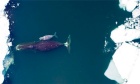 How do you know a bowhead whale is feeding? It’s all in the way it moves, shows study