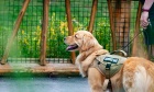 Dal researcher co‑leads first Canadian network studying the impact of human‑animal bonds