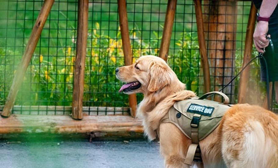 dog-service-dal-news