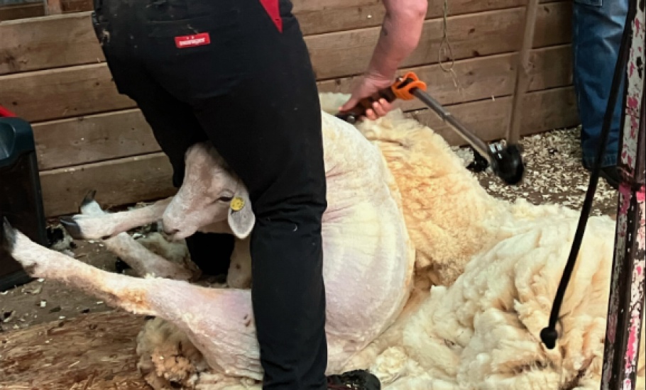 Sheep8