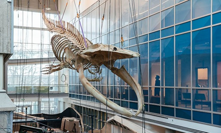 blue-whale-579
