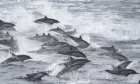 The cultural behavior of whales and dolphins
