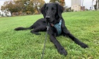Pets of Dalhousie: Meet Toby