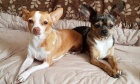 Pets of Dalhousie: Meet Bella and Blue