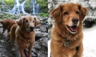 Pets of Dalhousie: Meet Fionn and Bran