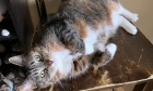 Pets of Dalhousie: Meet Metadata Futurecat