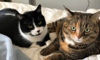 Pets of Dalhousie: Meet Nacho Kitty and Mr. Biscuits