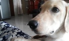 Pets of Dalhousie: Meet Juno