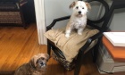 Pets of Dalhousie: Meet Louie and Izzie