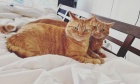 Pets of Dalhousie: Meet Vester and Visby