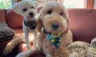 Pets of Dalhousie: Meet Percy Doodle and Dolly