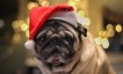 Pets of Dalhousie returns for a limited‑time holiday extravaganza