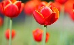 Tulips
