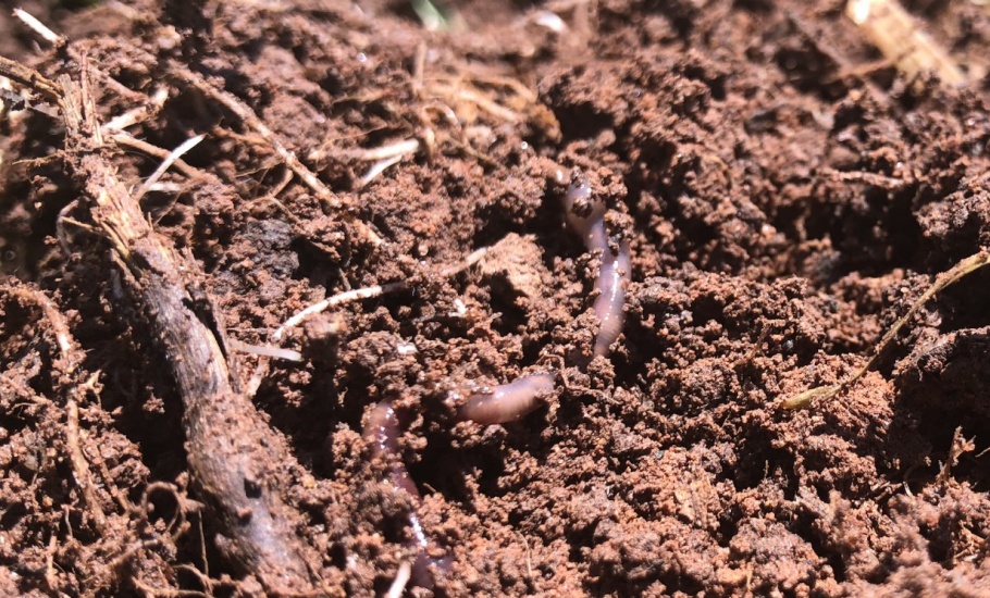 Overturned soil showing living roots and earthworm