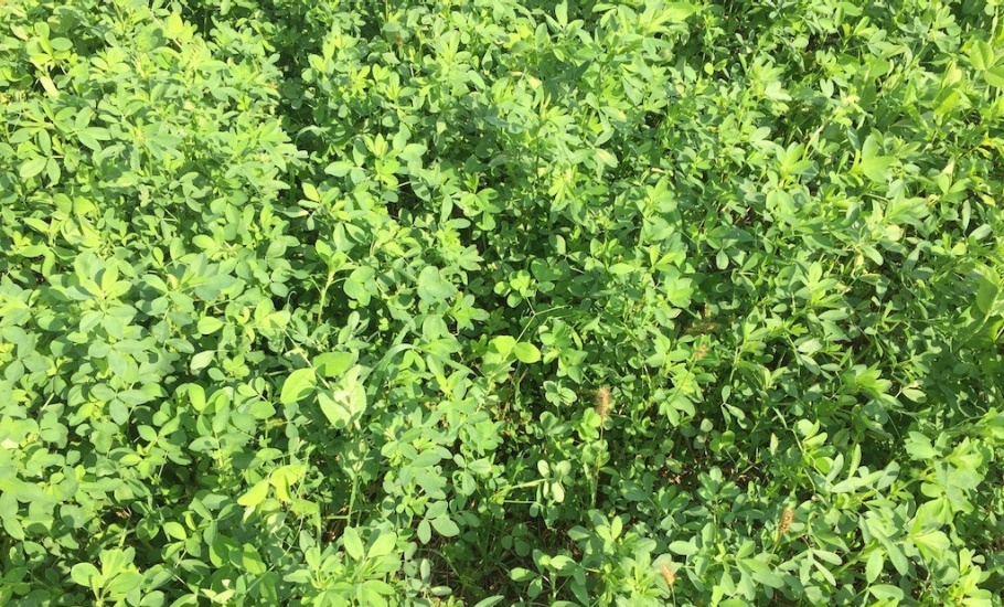 A dense, green mixed cover crop