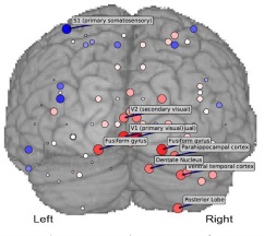 Task-Related Brain Areas Identified with Phase Coherence Analysis
