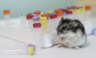 COVID‑19 Measures in Animal Labs: Bad News for Rodents