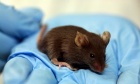 COVID‑19 Animal Research Reveals Ethical Shortcomings