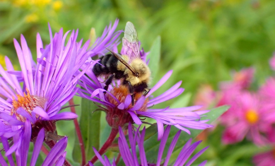 bee