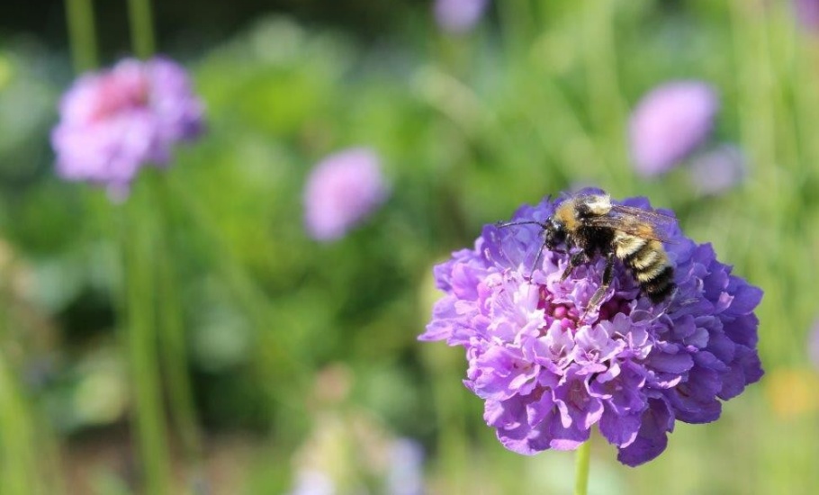 Bee