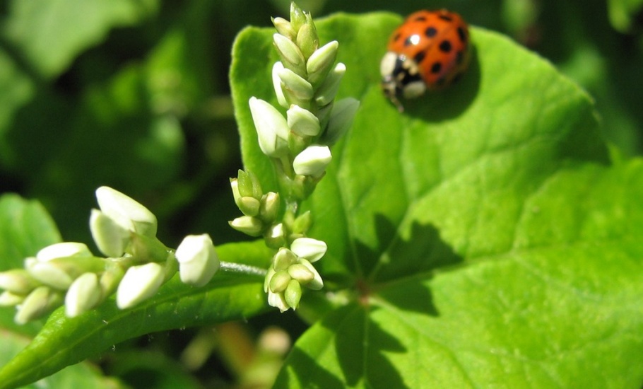 oacc-slider-lady-beetle-buckwheat