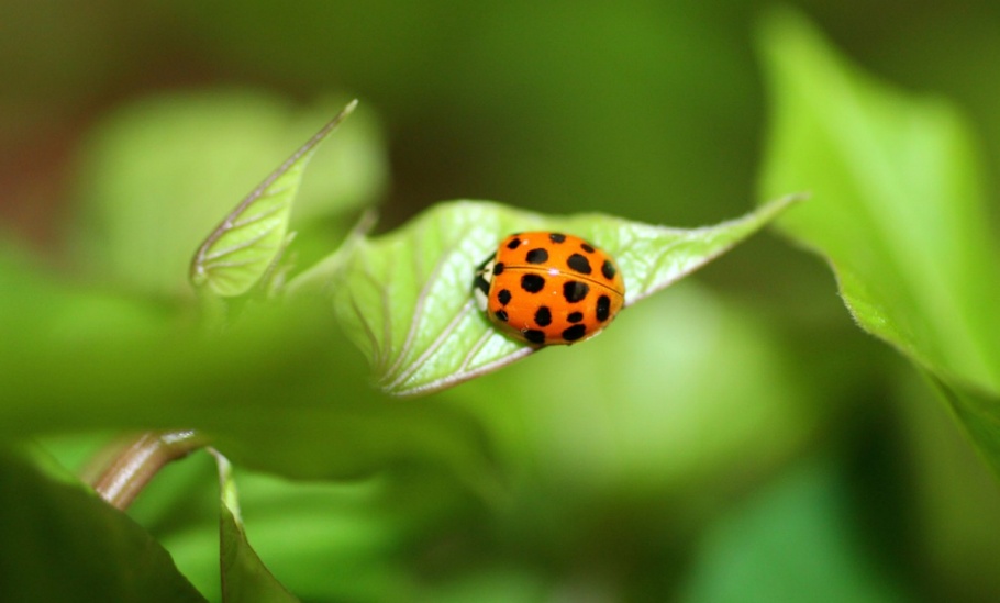 lady beetle JW