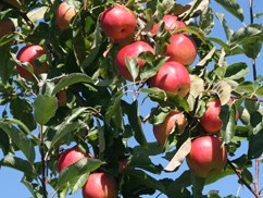 oacc-pow-apple
