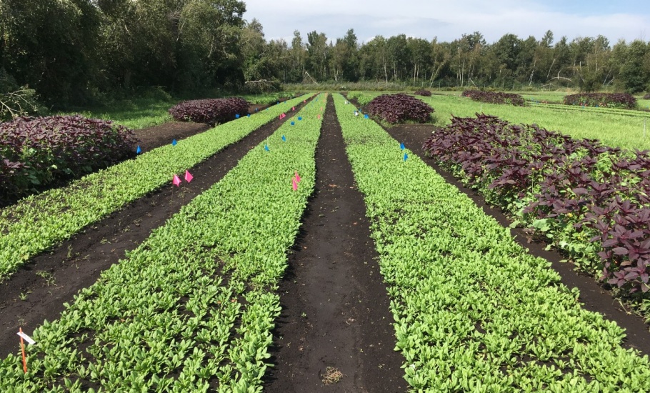 Plots at IRDA (Photo by Mylène Généreux).