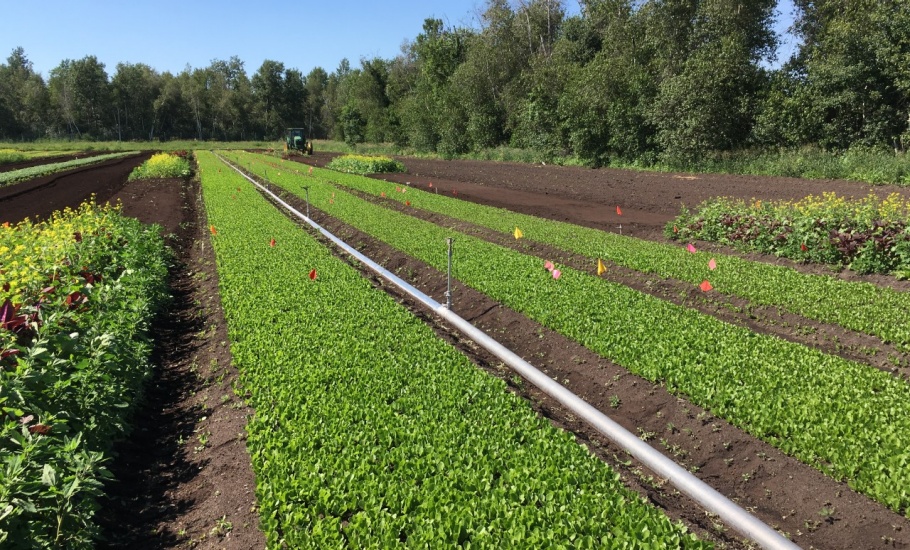 Plots at IRDA (Photo by Mylène Généreux).