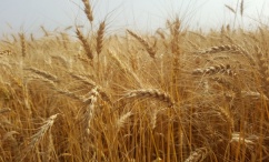 Field Crops Field Crops